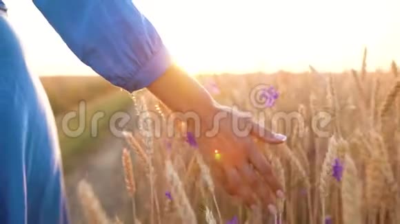 雌性的手在夕阳下触摸田野上的小麦慢动作视频的预览图