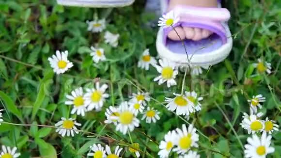 特写镜头在一片甘菊的草地上在草地上有几个穿着粉红色凉鞋孩子的脚视频的预览图