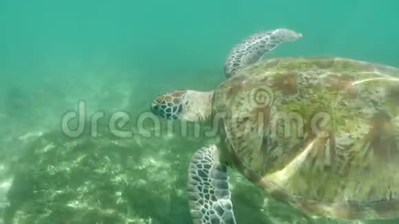海龟水下空气慢速运动4k视频的预览图