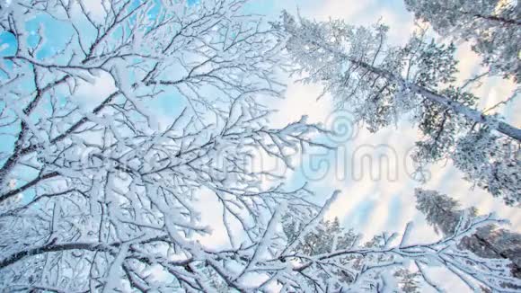 无缝环仰望白雪皑皑的树枝和白雪飘落的树木视频高清视频的预览图