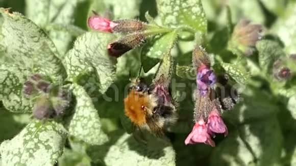 大黄蜂在肺草花上视频的预览图