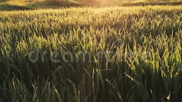 清新的春晨麦带着露水视频的预览图