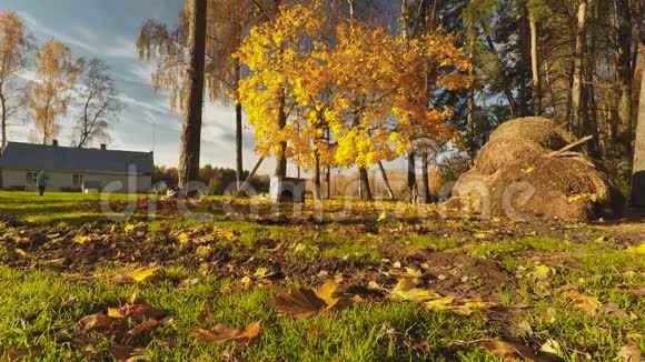 俄罗斯小村庄秋天的金色森林五彩颜料俄罗斯空中观景视频的预览图