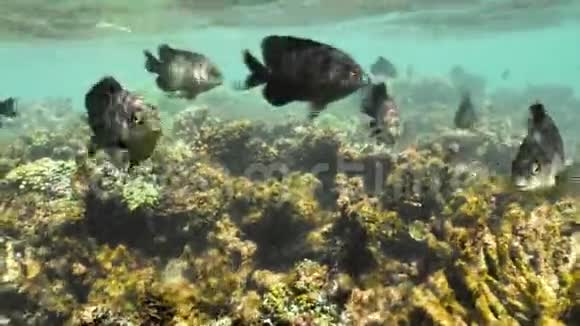鱼礁浅海洋慢速运动4k视频的预览图