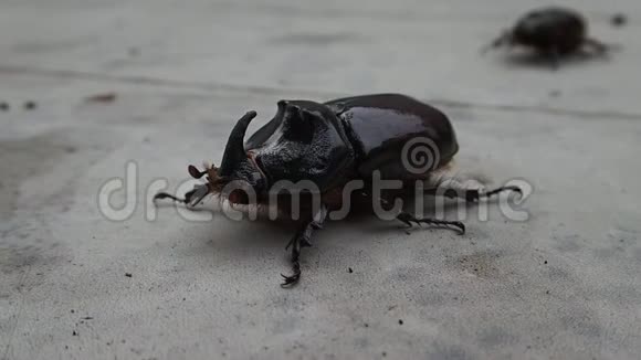欧洲犀牛甲虫在桌子上行走视频的预览图