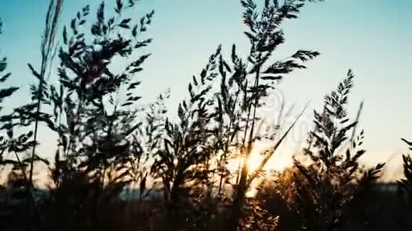 日落时分夏日的特写镜头在海边的风中摇曳视频的预览图