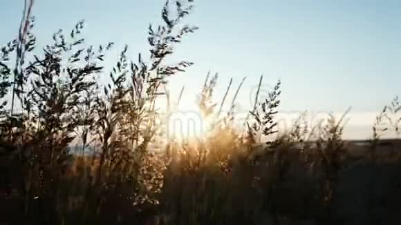 日落时分大海上的小草在太阳下摇晃视频的预览图