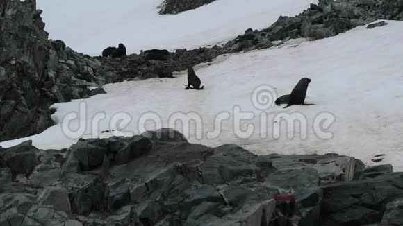 海豹沿着积雪覆盖的山坡爬行安德列夫视频的预览图