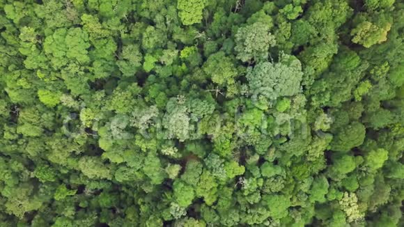 密林树冠顶空中景观完整的原始未经修饰的自然视频的预览图