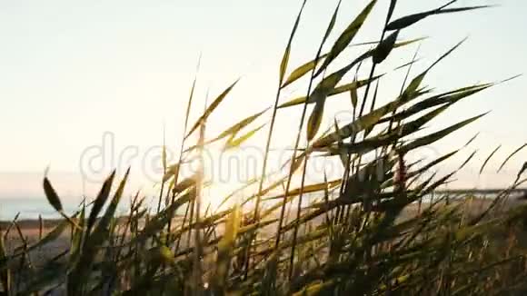 日落时海边的草地在风中摇动视频的预览图