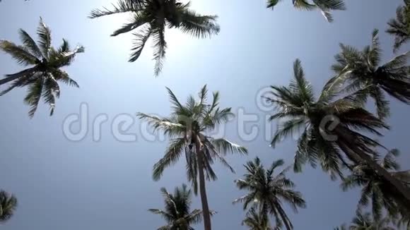 美丽的蓝天背景上的棕榈叶视频的预览图
