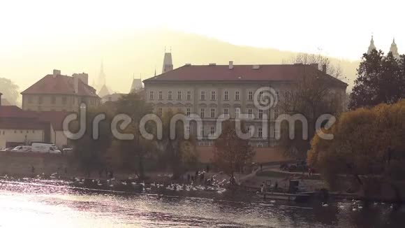 捷克首都伏尔塔瓦河畔的一群白天鹅视频的预览图