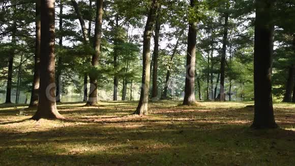森林公园场景视频的预览图