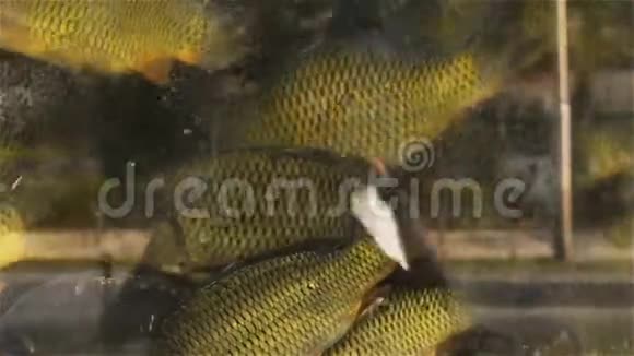 水族馆鱼市场上的鱼玻璃上有街光视频的预览图