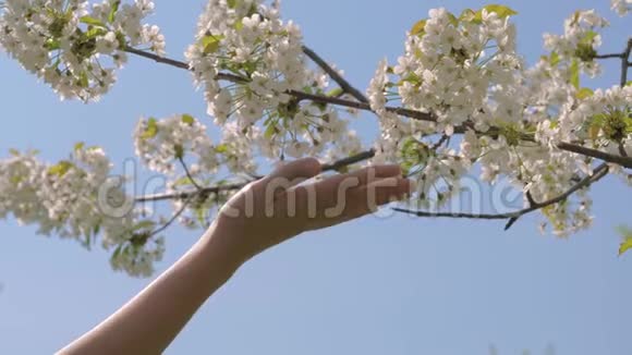 女人温柔地抚摸苹果树盛开的白花视频的预览图