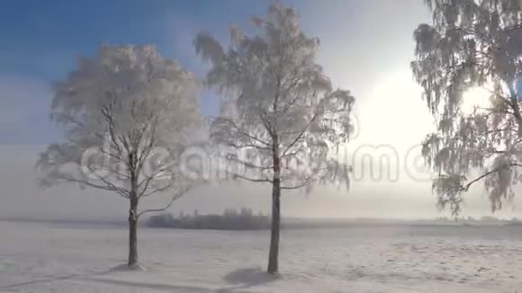 冬季森林附近的镜头移动阳光照耀树上的霜雪视频的预览图