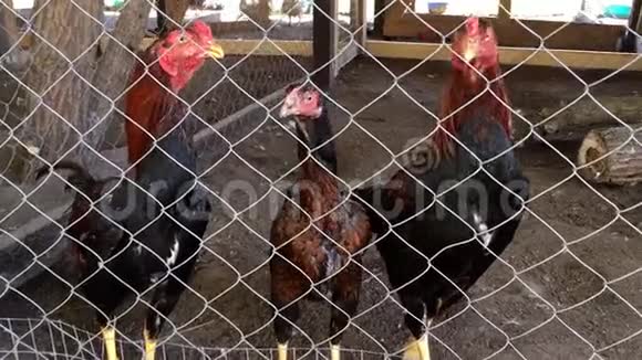 鸡在农场的鸡舍里走在酒吧后面视频的预览图