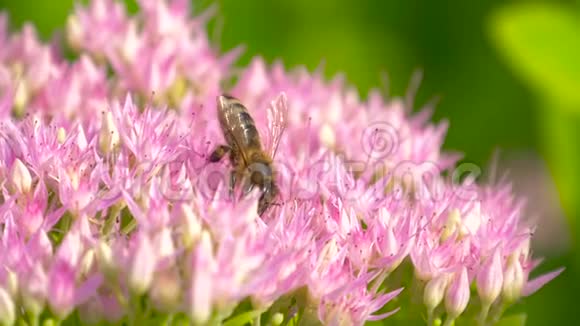 蜜蜂采集花蜜盛开的粉红色花朵视频的预览图