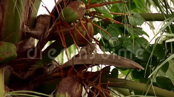 松鼠在椰子树上玩耍视频的预览图