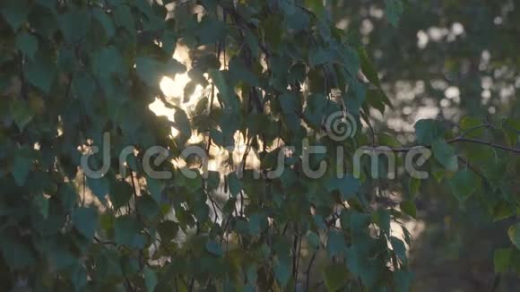 自然背景夕阳在桦树叶间闪耀视频的预览图