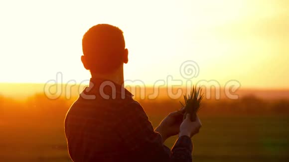 日落时分一个田里的农夫手里拿着庄稼年轻的农民在田间检查小麦作物视频的预览图