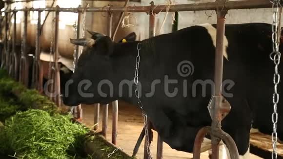 农场的牛视频的预览图