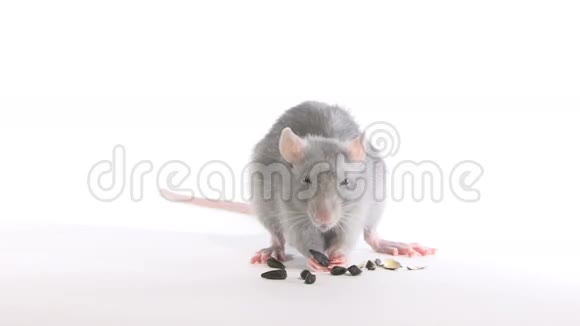 老鼠啃种子视频的预览图