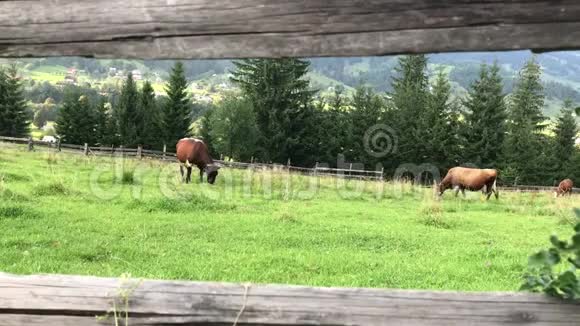牛在喀尔巴阡山脉的一片绿色田野上放牧视频的预览图