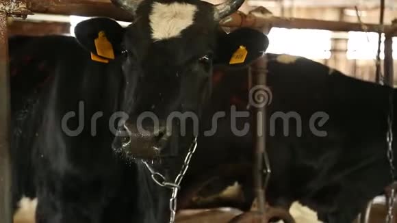 农场的牛视频的预览图