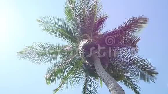 蓝天上的椰子棕榈树视频的预览图