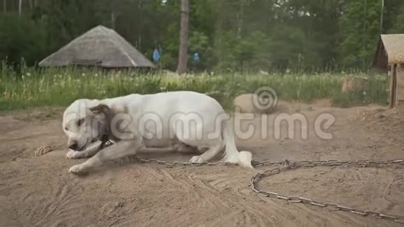 狗在链子上高兴地摇着尾巴村在森林的外围乡村景观视频的预览图