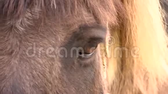 笔中一匹冰岛品种的棕马头的大计划视频的预览图