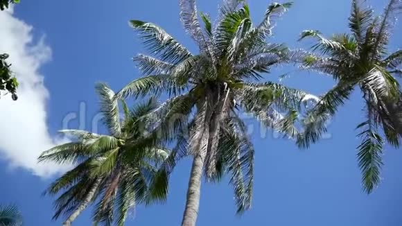 蓝天上的椰子棕榈树视频的预览图