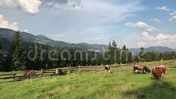 牛在喀尔巴阡山脉的一片绿色田野上放牧视频的预览图