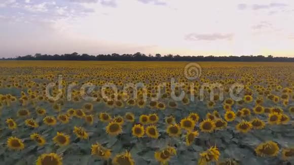 美丽的向日葵在农业种植园上空飞行视频的预览图