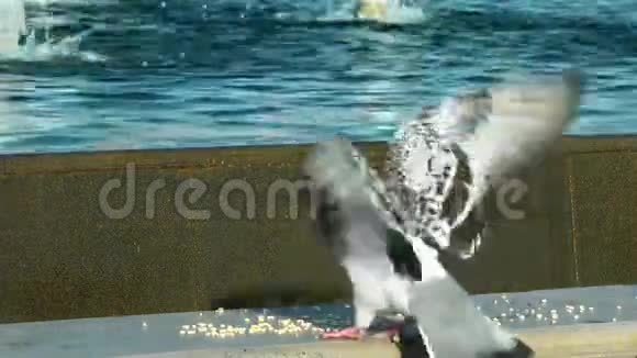鸽子在公园里觅食他们在混凝土上飞来飞去视频的预览图