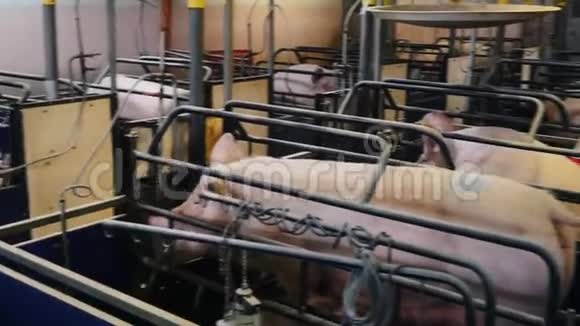 养猪场上的猪在躺着吃东西视频的预览图