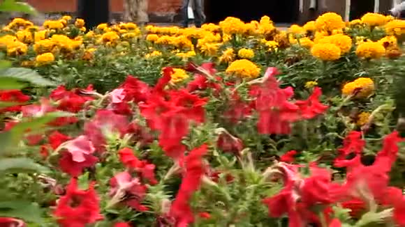 沿着花圃的全景有五颜六色的花朵特写视频的预览图