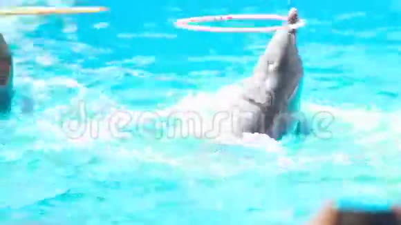 海豚旋转圈视频的预览图