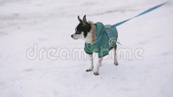 一只穿着绿色夹克的小吉娃娃狗在颤抖沿着一条白雪覆盖的街道奔跑旁边是一个视频的预览图