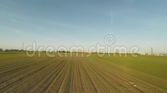年轻的小麦作物冬季谷物城市郊区日落时升麦场的绿色视频的预览图