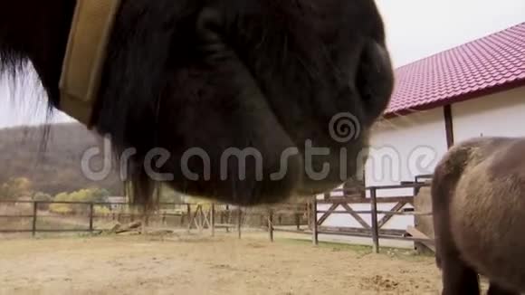 一匹冰岛品种的友好棕马的嘴唇视频的预览图