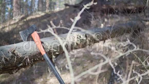 资深伐木工人在森林里用斧头砍树视频的预览图