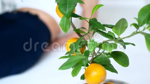 一个漂亮的模特女孩躺在公寓和梦想里在前景的视频中有柑橘树视频的预览图