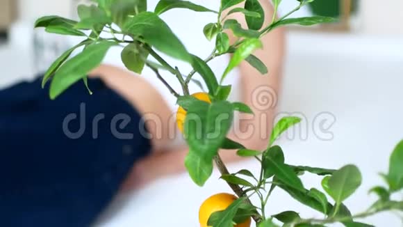 一个漂亮的模特女孩躺在公寓和梦想里在前景的视频中有柑橘树视频的预览图