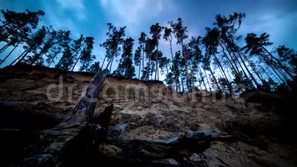 松林中白天的时间流逝变成了一个黑暗的夜晚视频的预览图