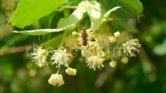 蜜蜂蜜蜂蜂花授粉开花关闭视频的预览图