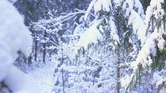 男子走雪冬季森林旅行者与背包冬天晴朗的早晨视频的预览图