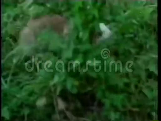 兔子在草地上奔跑视频的预览图