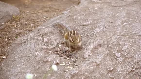 花栗鼠在岩石上吃葵花籽视频的预览图